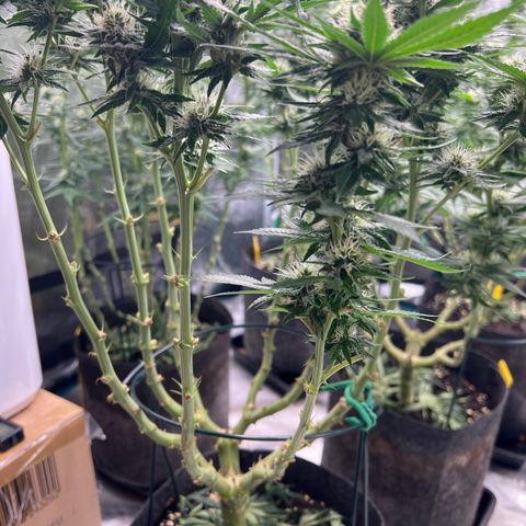 Northern Light X  growlog timeline photo