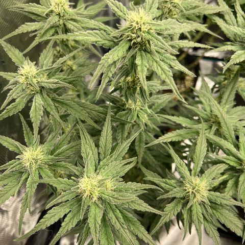 Special Kush 1 growlog timeline photo