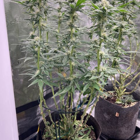 Special Kush 1 growlog timeline photo