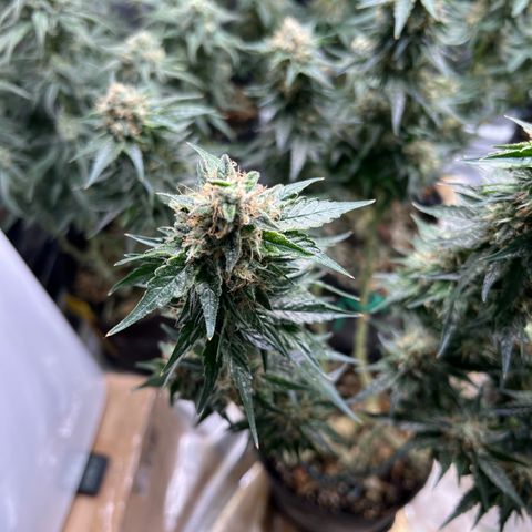 Northern Light X  growlog timeline photo