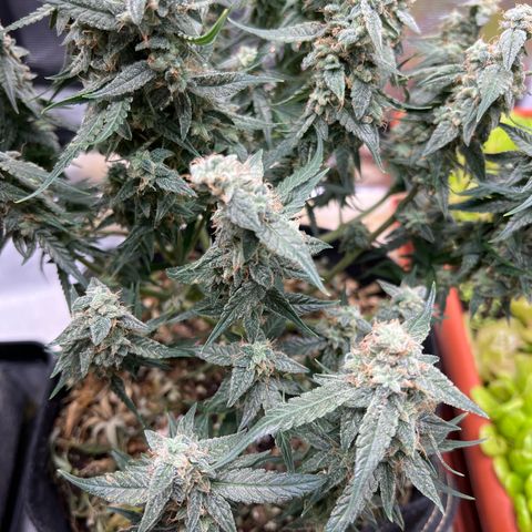 Titan F1 growlog timeline photo