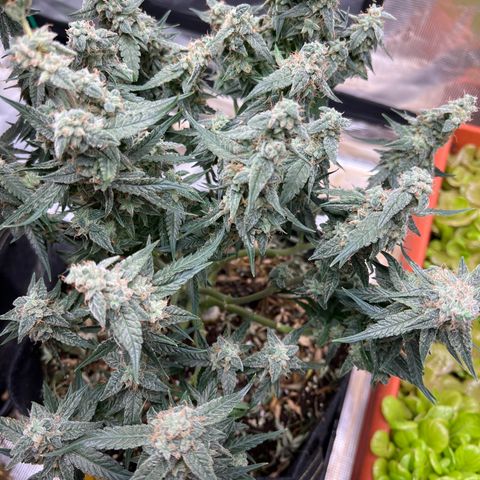 Titan F1 growlog timeline photo