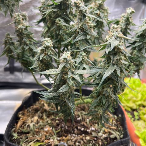 Titan F1 growlog timeline photo