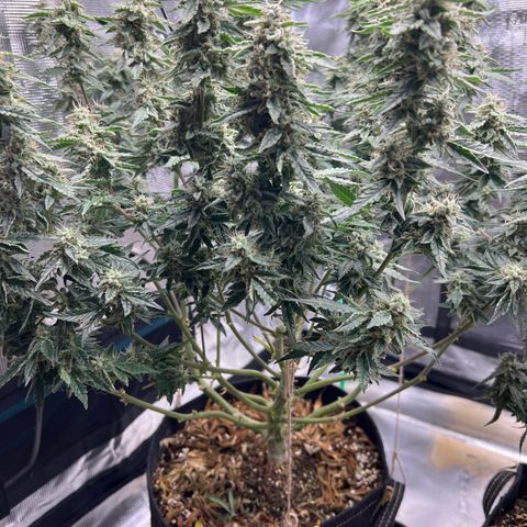 Roayal Queen Seeds  Cosmos F1 growlog timeline photo