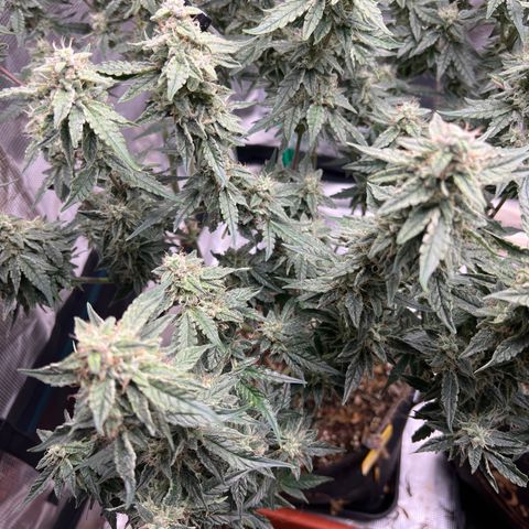 Roayal Queen Seeds  Cosmos F1 growlog timeline photo