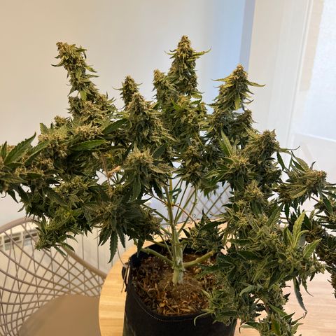 Roayal Queen Seeds  Cosmos F1 growlog timeline photo