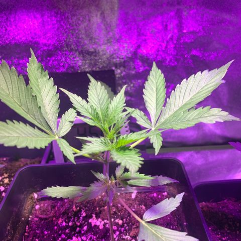 White Widow Automatic growlog timeline photo