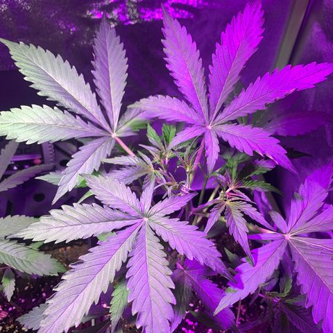 White Widow Automatic growlog timeline photo