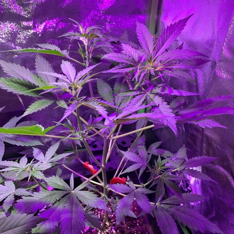 White Widow Automatic growlog timeline photo