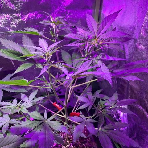 White Widow Automatic growlog timeline photo