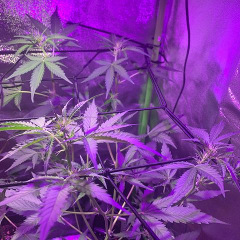 White Widow Automatic growlog timeline photo