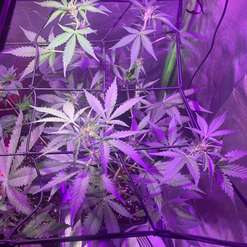 White Widow Automatic growlog timeline photo