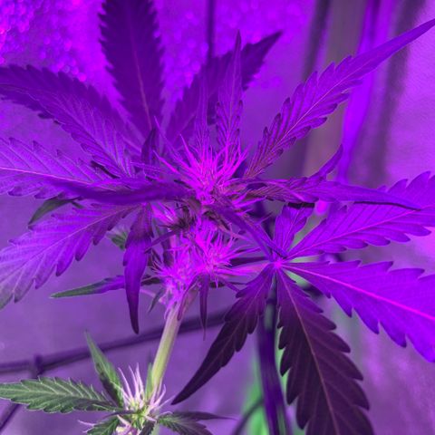 White Widow Automatic growlog timeline photo