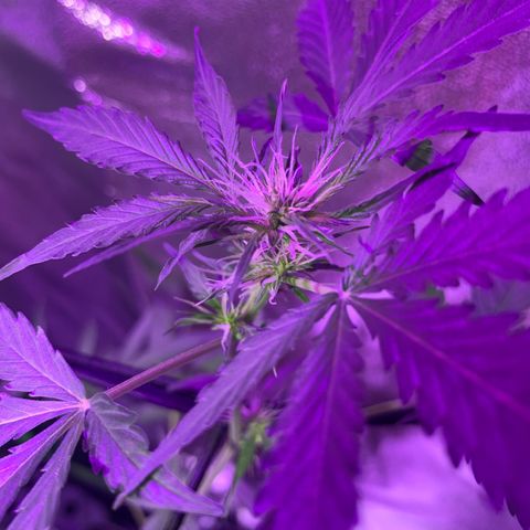 White Widow Automatic growlog timeline photo