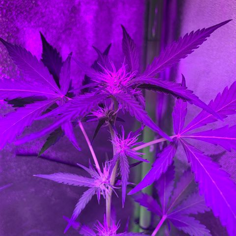 White Widow Automatic growlog timeline photo