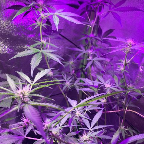 White Widow Automatic growlog timeline photo
