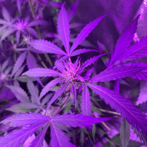 White Widow Automatic growlog timeline photo