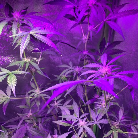 White Widow Automatic growlog timeline photo