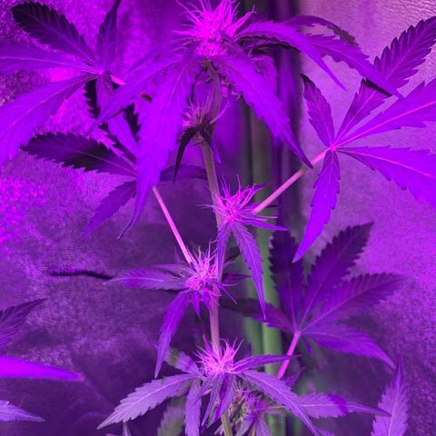 White Widow Automatic growlog timeline photo