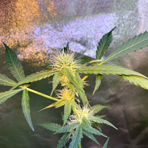 White Widow Automatic growlog timeline photo