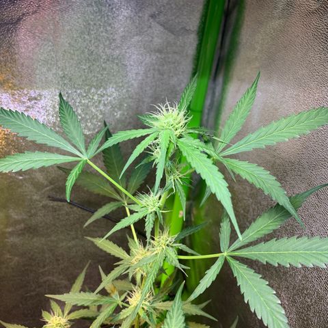 White Widow Automatic growlog timeline photo