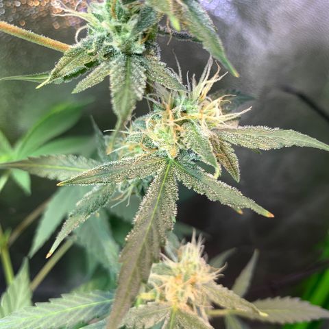 White Widow Automatic growlog timeline photo