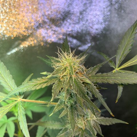 White Widow Automatic growlog timeline photo