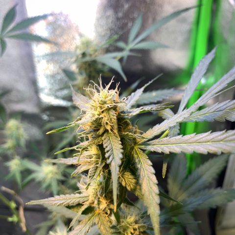 White Widow Automatic growlog timeline photo