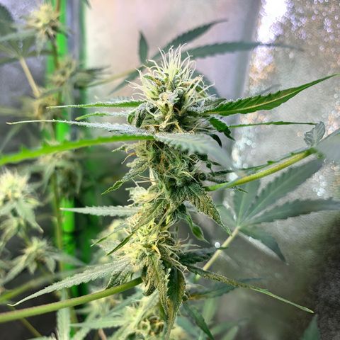 White Widow Automatic growlog timeline photo