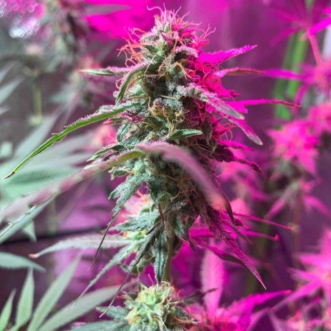 White Widow Automatic growlog timeline photo