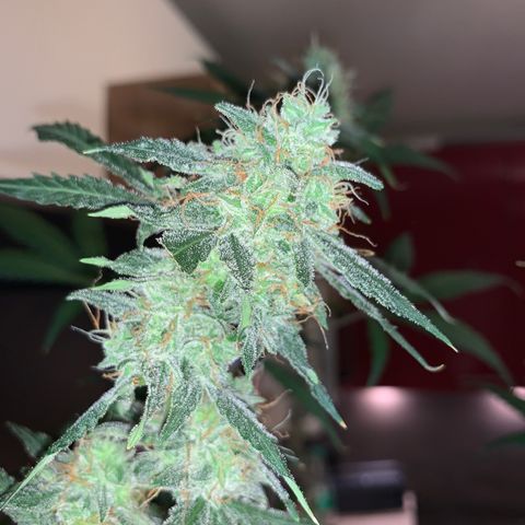 White Widow Automatic growlog timeline photo