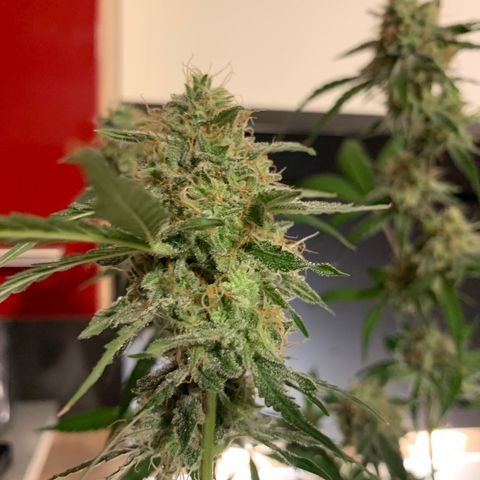 White Widow Automatic growlog timeline photo