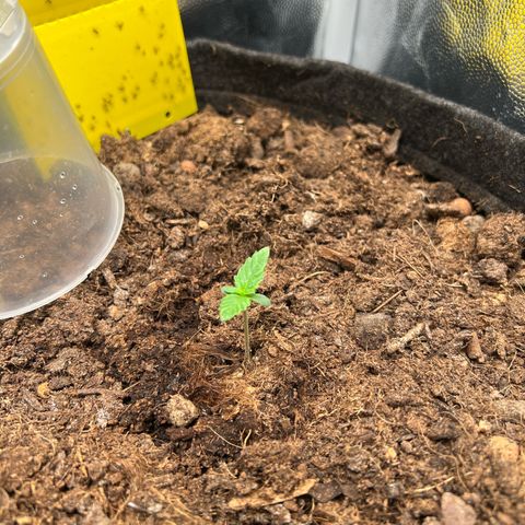 Gorilla Cookies Autoflower growlog timeline photo