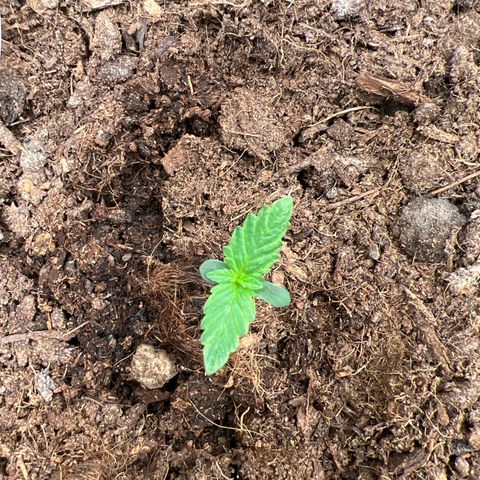 Gorilla Cookies Autoflower growlog timeline photo