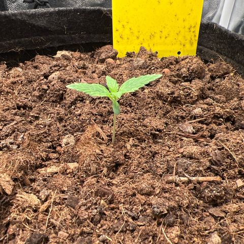 Gorilla Cookies Autoflower growlog timeline photo