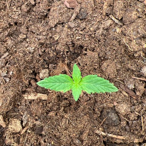 Gorilla Cookies Autoflower growlog timeline photo