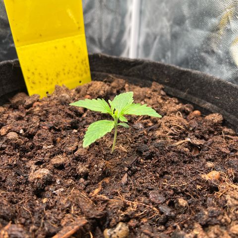 Gorilla Cookies Autoflower growlog timeline photo