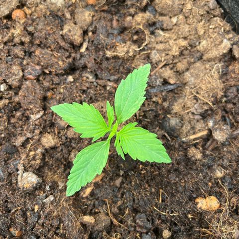 Gorilla Cookies Autoflower growlog timeline photo