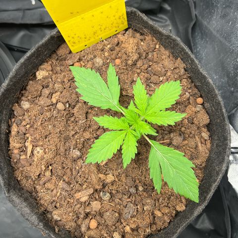 Gorilla Cookies Autoflower growlog timeline photo