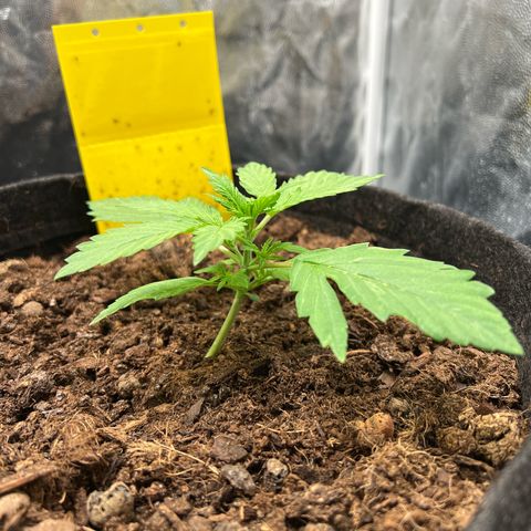 Gorilla Cookies Autoflower growlog timeline photo