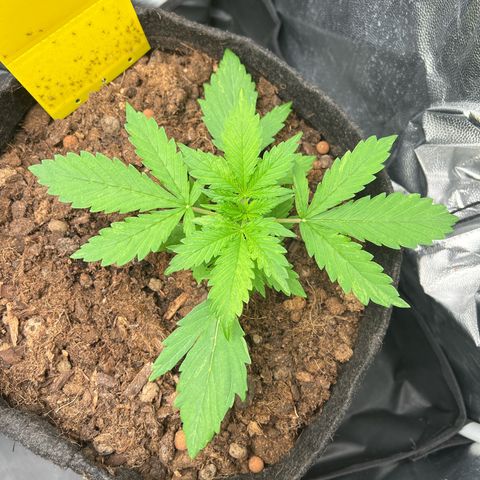 Gorilla Cookies Autoflower growlog timeline photo