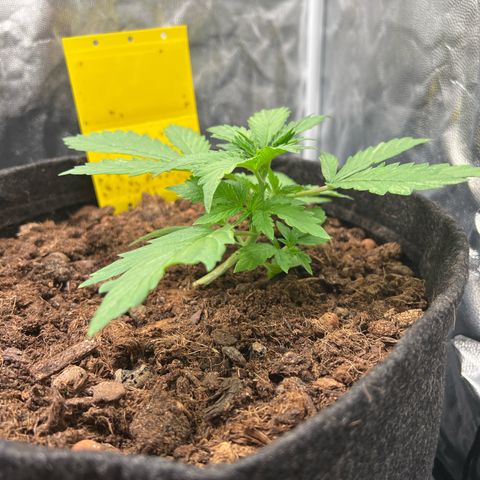 Gorilla Cookies Autoflower growlog timeline photo