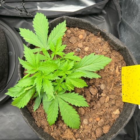 Gorilla Cookies Autoflower growlog timeline photo