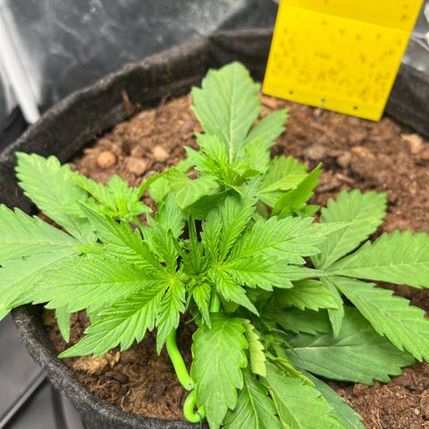 Gorilla Cookies Autoflower growlog timeline photo
