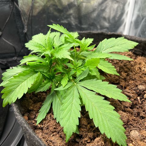 Gorilla Cookies Autoflower growlog timeline photo