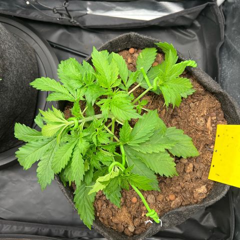 Gorilla Cookies Autoflower growlog timeline photo