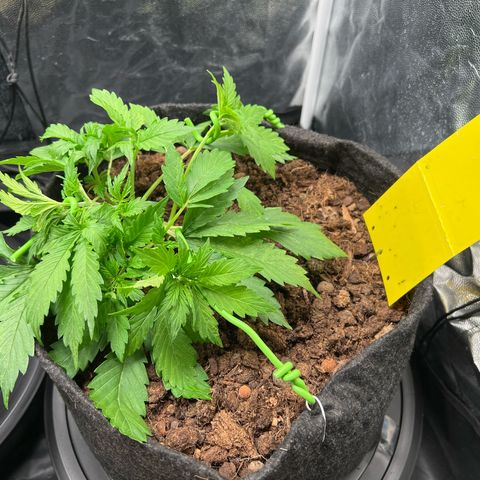 Gorilla Cookies Autoflower growlog timeline photo