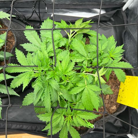 Gorilla Cookies Autoflower growlog timeline photo
