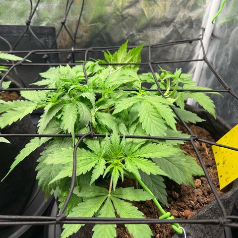 Gorilla Cookies Autoflower growlog timeline photo