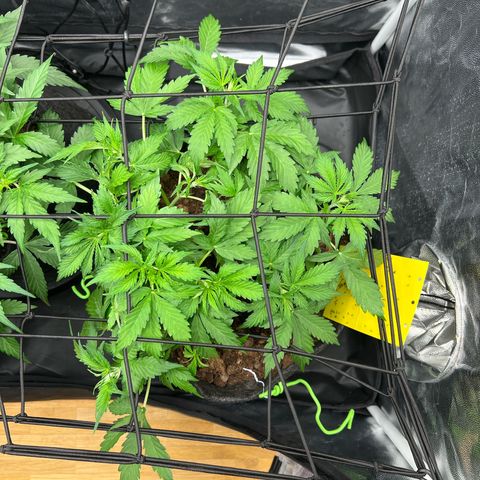 Gorilla Cookies Autoflower growlog timeline photo